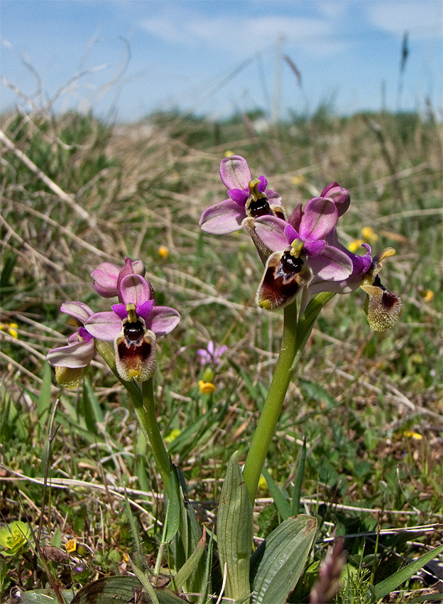 Orchidee Alta Murgia